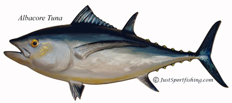 albacore tuna illustration