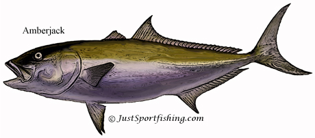 Amberjack illustration