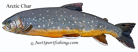 Arctic char picture