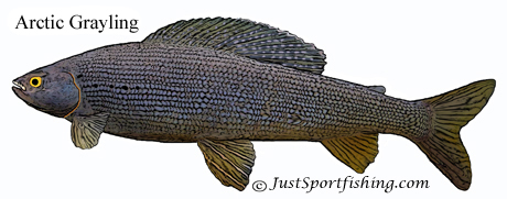 Arctic Grayling illustration