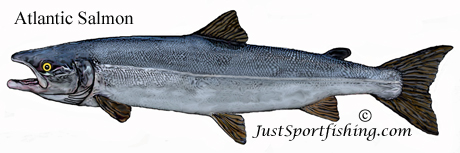 Atlantic Salmon picture