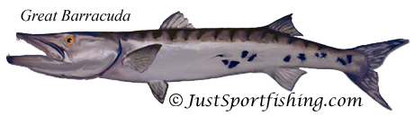 Barracuda illustration