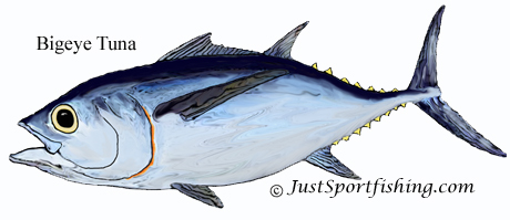 Bigeye Tuna picture