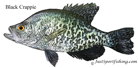 Black Crappie illustration