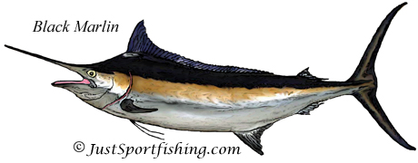 Black Marlin picture