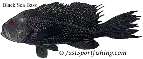 Black Sea Bass picture