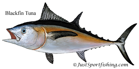 Blackfin Tuna illustration