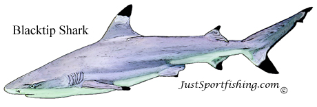 Blacktip Shark illustration