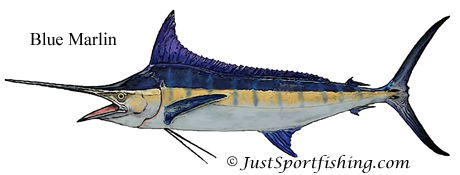 Blue Marlin illustration