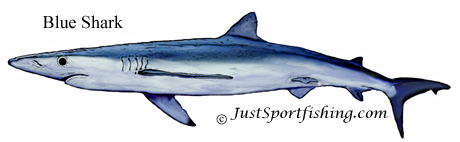 Blue Shark illustration