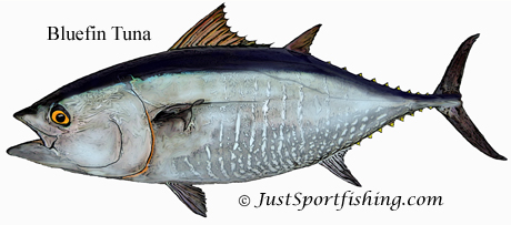 Bluefin Tuna illustration