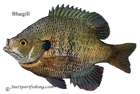 bluegill picture