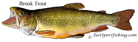Brook trout picture
