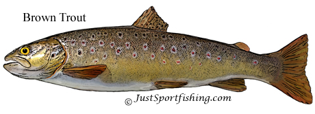 Brown Trout illustration