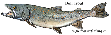 Bull Trout illustration