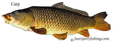 Carp illustration