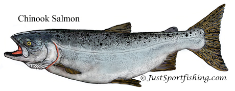 Chinook Salmon illustration