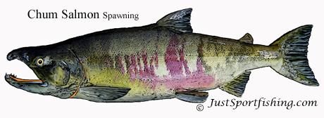 Chum Salmon Spawning illustration