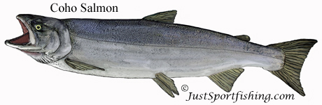 Coho Salmon illustration