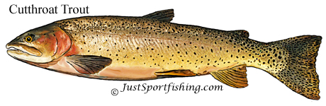 Cutthroat trout picture