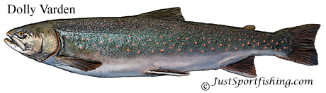 Dolly Varden illustration