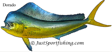 Dorado Mahi Mahi illustration