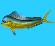 The fish species Mahi Mahi or Dorado