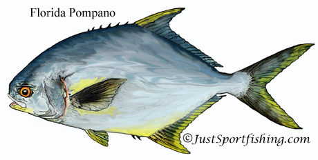 Florida Pompano illustration