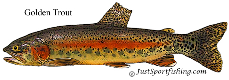 Golden Trout picture