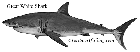Great White Shark illustration
