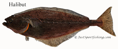 Halibut illustration