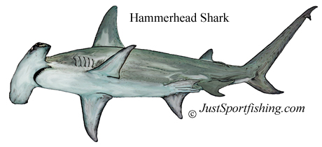 Hammerhead Shark illustration