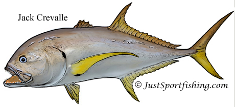 Jack Crevalle illustration