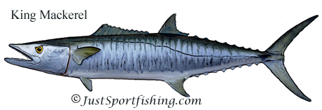 King Mackerel illustration