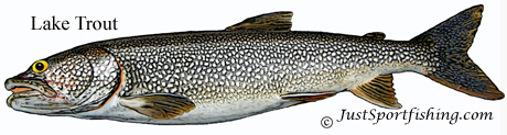 Lake Trout illustration