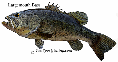 Largemouth Bass picture