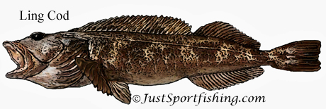 Ling Cod illustration