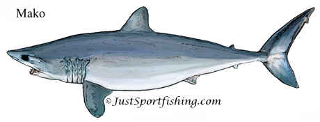 Mako Shark illustration