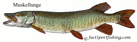 http://www.justsportfishing.com/images/Muskellunge.jpg