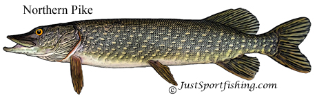 Northern Pike picture