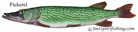 Pickerel illustration