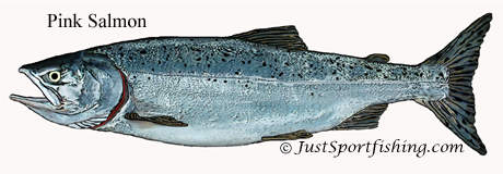 Pink Salmon illustration