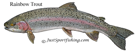 Rainbow Trout illustration