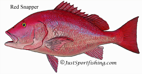 Red Snapper illustration