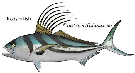 Roosterfish illustration