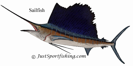 Sailfish picture