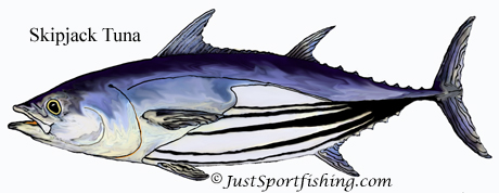 Skipjack Tuna illustration