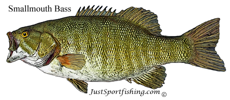 Smallmouth Bass illustration
