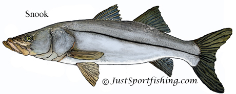 Snook illustration