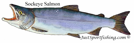 Sockeye Salmon picture